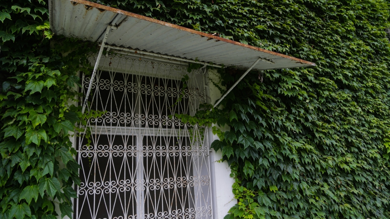 "Özellikle sarmaşıklar ilgi çekiyor."