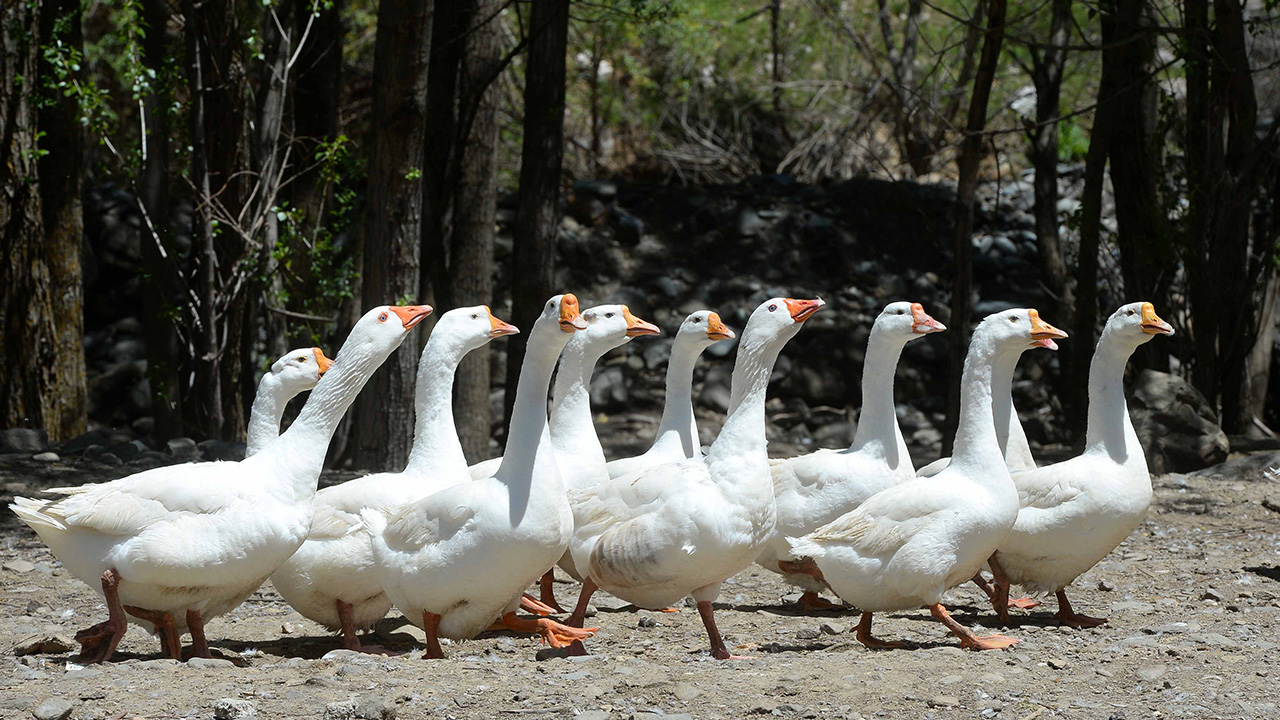 MŞÜ Rektör Yardımcısı ve Uygulamalı Bilimler Fakültesi Dekanı Prof. Dr. Yaşar Karadağ`ın hazırladığı "Kaz Yetiştiriciliği" projesi ile ekonomiye katkı sağlanması amaçlanıyor. 