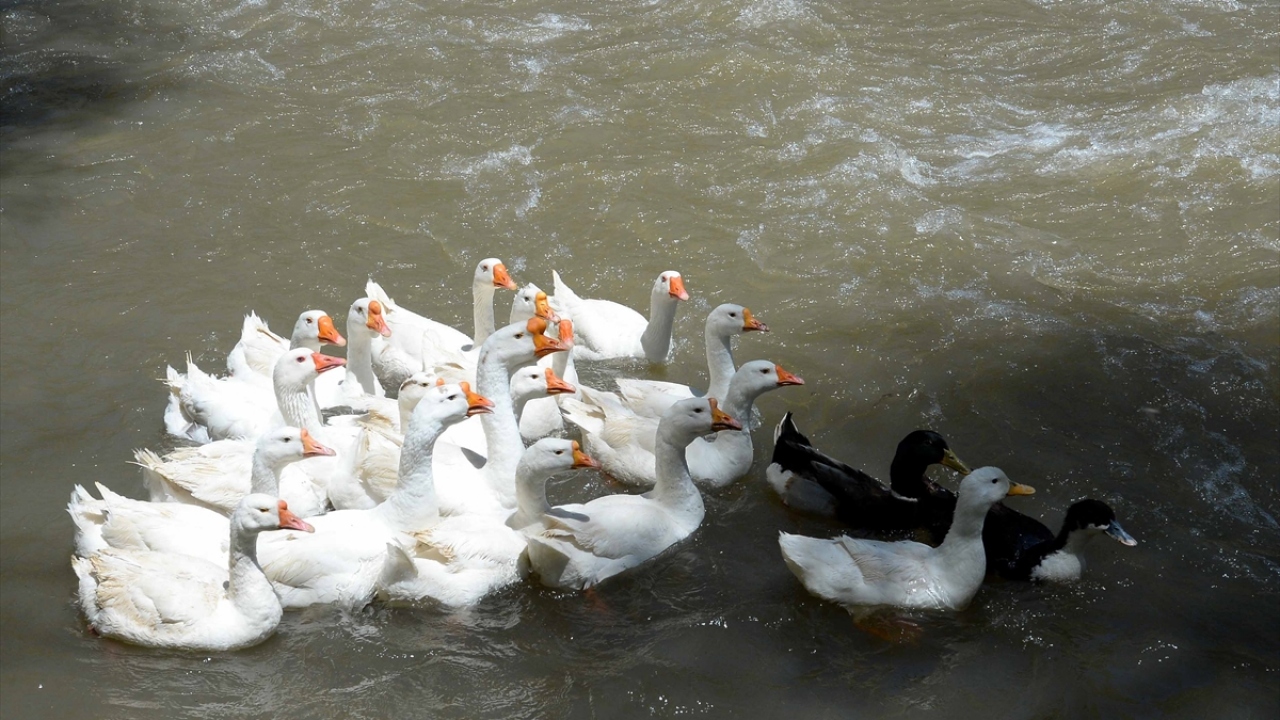 Hayvancılığa elverişli olan bin 350 rakımlı Muş Ovası`nda kurulacak tesislerin ardından burada yetiştirilen kazlar yurt içi ve yurt dışına pazarlanacak.