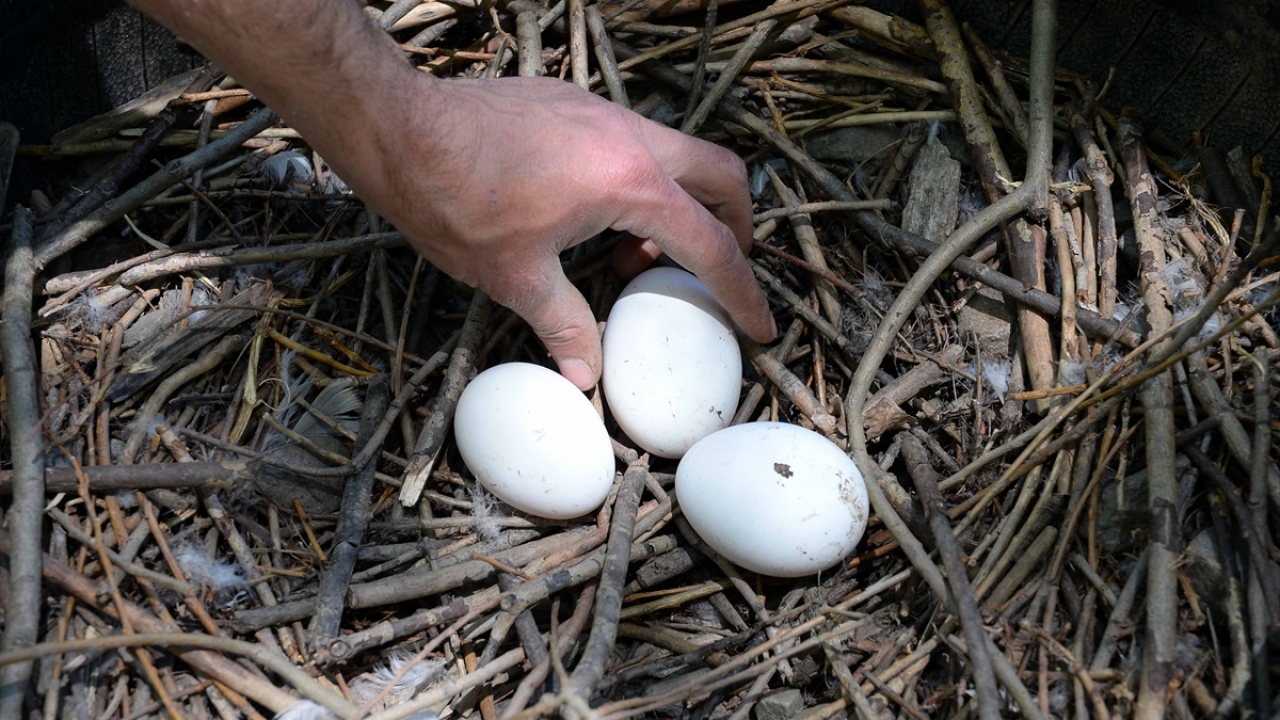 Karadağ, yaptığı açıklamada, Muş`un bir hayvancılık kenti olması dolayısıyla MŞÜ`nün hayvancılık sahasında ihtisaslaşma kapsamında "Pilot Devlet Üniversitesi" seçildiğini söyledi.