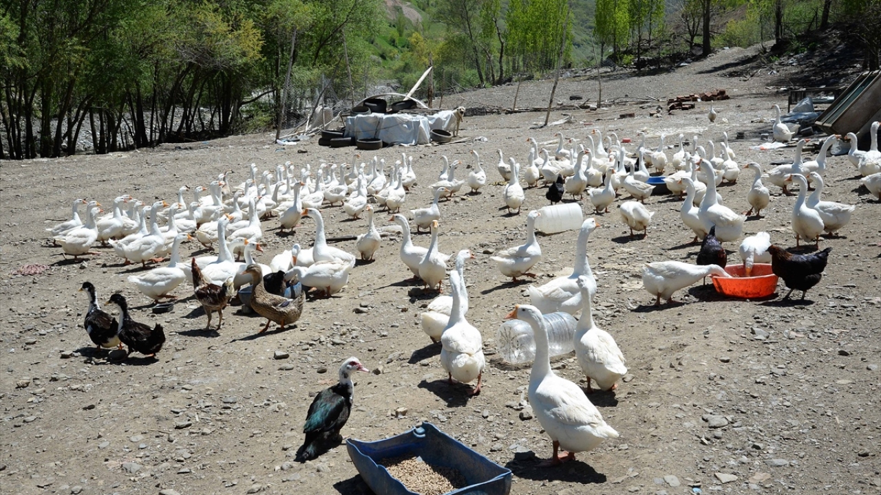 "Muş`u kaz yetiştiriciliği merkezi yapmayı düşünüyoruz"