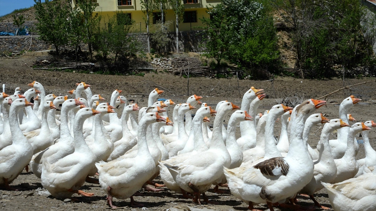 Muş Ziraat Odası Başkanı Hakim Yıldırım da Muş`ta ilkel yöntemlerle kaz yetiştiriciliği yapıldığını ifade etti. 