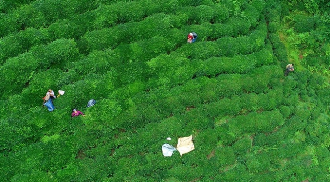 ÇAYKUR bayram boyunca yaş çay alımı yapacak