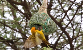 Dokumacı kuşlar mühendis gibi yuva yapıyor