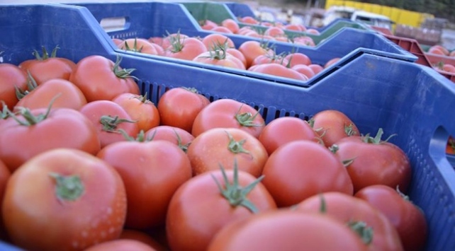 57 ülke Türkiye domatesi yiyor