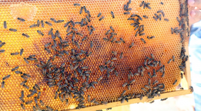 Türkiye bal üreticiliğinde dünya 2.'si
