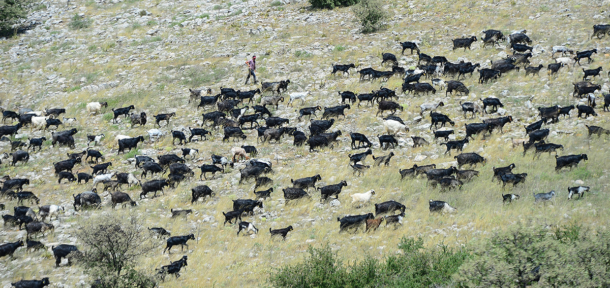 Bir haftada yaklaşık 120 kilometre katederek Uşak`ın serin ve verimli yaylalarına ulaşacak kadınlı erkekli Yörük çobanlar tüm güçlüklere rağmen zorlu yolculuklarını sürdürüyor. 
