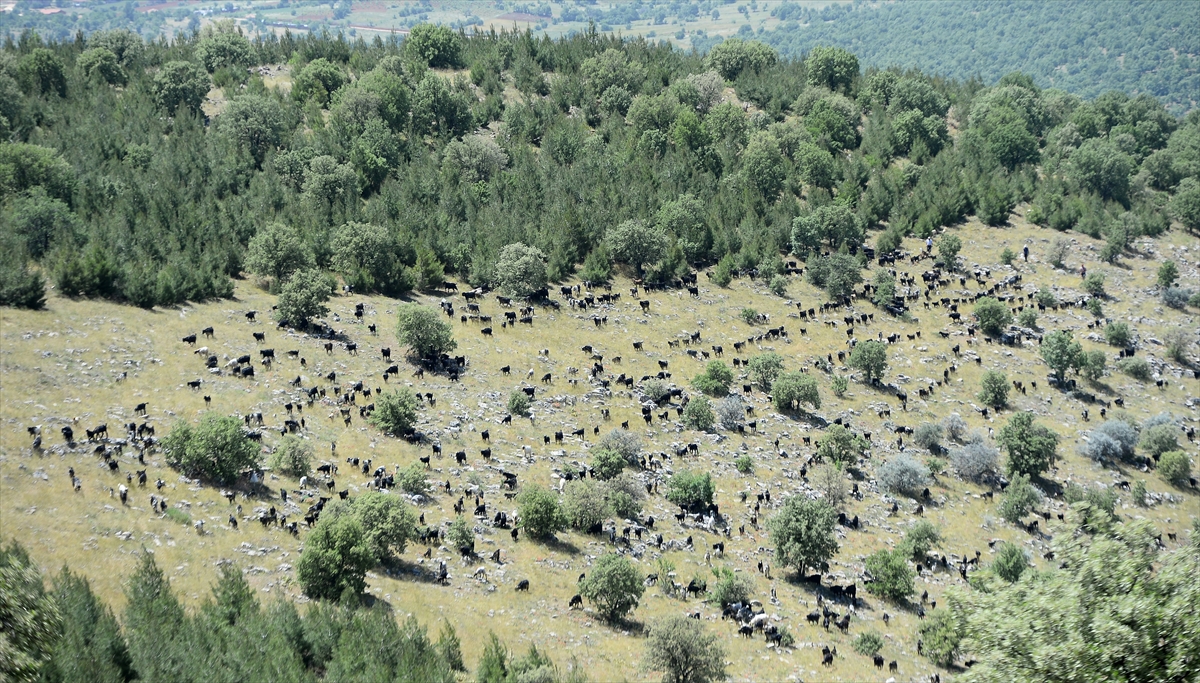 Ege`den Doğu Anadolu`ya uzanan coğrafyanın dağlık alanlarında hayvancılık yaparak geçimlerini sağlayan Karakeçili Yörükleri, her yıl ilkbahar ve sonbaharda sürülerini otlakların yeşerdiği bölgelere doğru sürüyor.