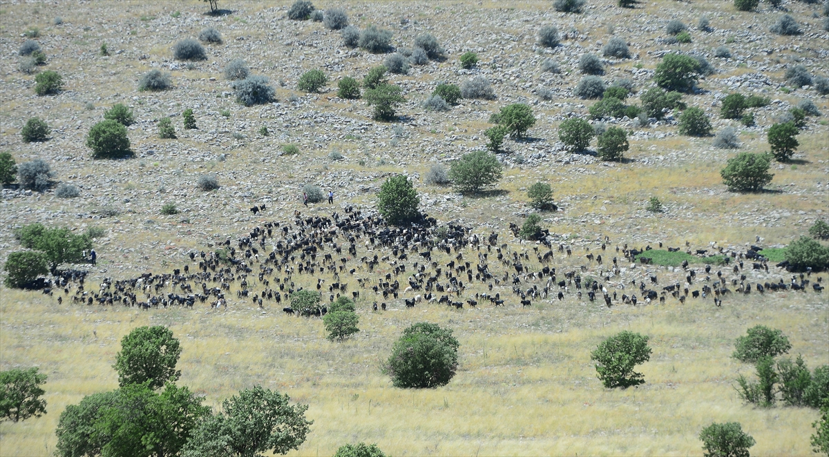 Kış aylarını Denizli`nin Çal ilçesi sınırlarındaki daha ılıman bölgelerde geçiren Yörük aileleri, Uşak`ın Bulkaz Dağı ile Murat Dağı eteklerindeki verimli otlarla kaplı serin yaylalara ulaşmak için yola çıktı. 