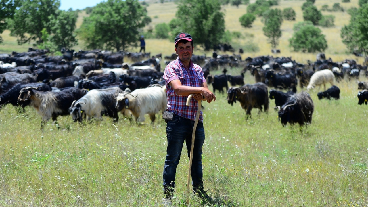 İrili ufaklı 1100 keçi yola düştü