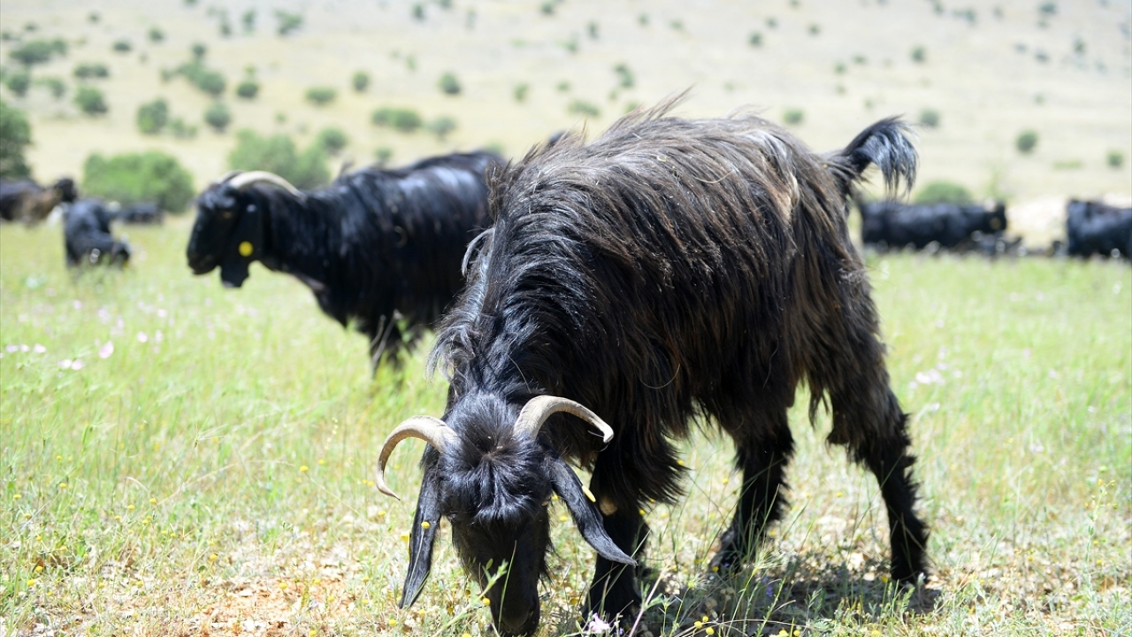 Yüzyıllardır aynı rotanın kullanılması dolayısıyla barakaların oluşturulduğu konaklama bölgelerinde geceleyen çobanlar, keçilere yırtıcı hayvanlar zarar vermesin diye ellerindeki silahlarla  kepeneklerde sabahlıyor.