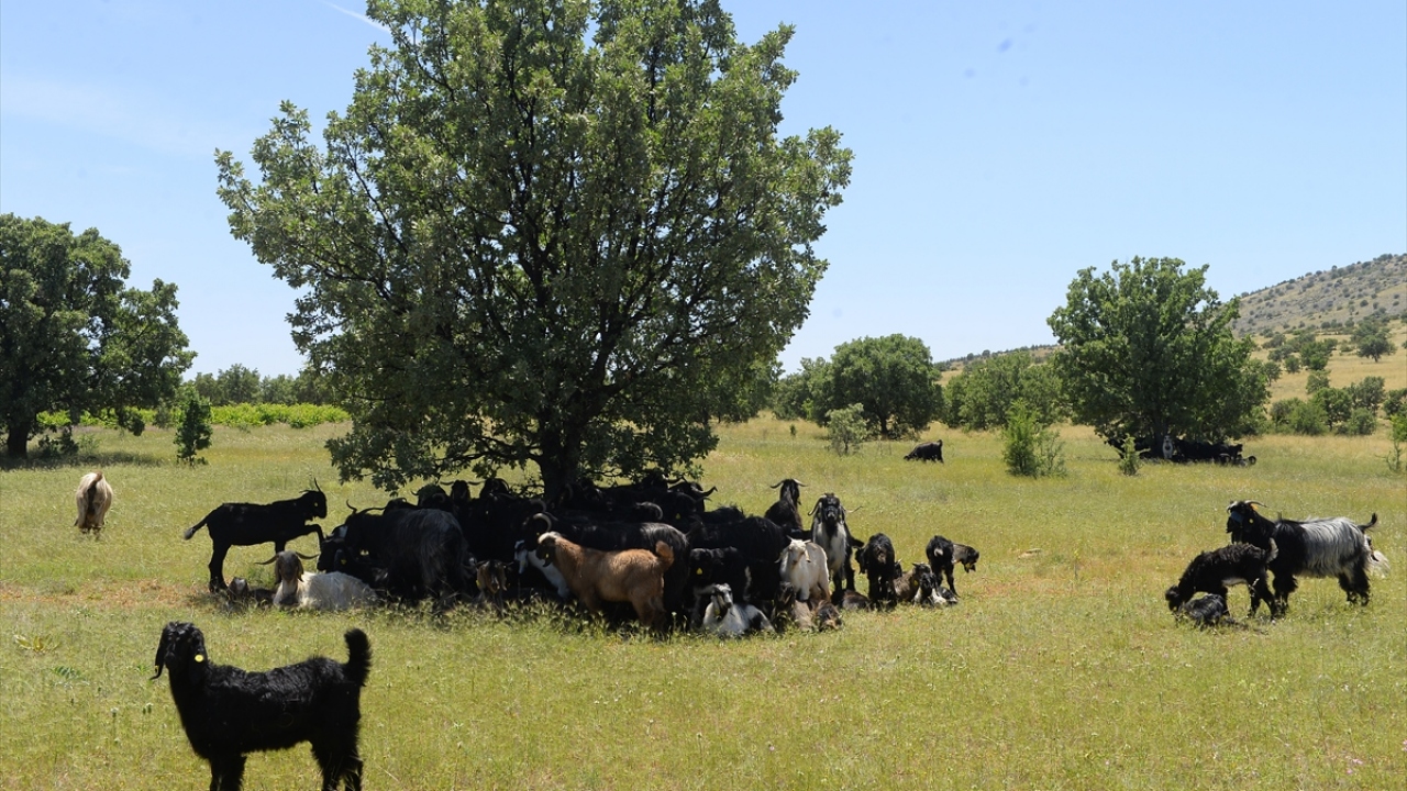 İlkokul eğitiminin ardından dedesi ve babasıyla hayatı dağlarda geçen 32 yaşındaki Ersan Çakal, her yıl sonbahar ile ilkbahar aylarında çıktıkları zorlu yolculuğun kendileri için bir şölen havasında geçtiğini belirtti.