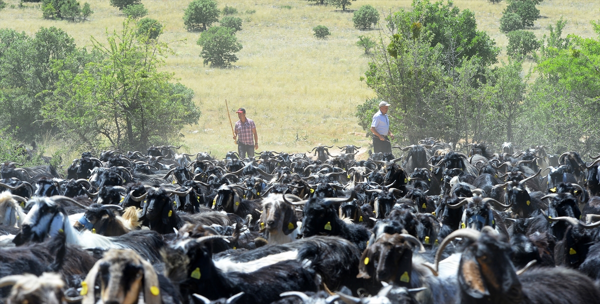 "Dağlar bizim evimiz" 
