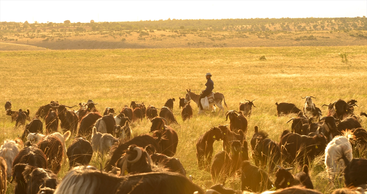 Karakeçili Yörükler 3 gün sonra yolculuklarını tamamlayarak yazın konaklayacakları yaylaya ulaşmayı hedefliyor.