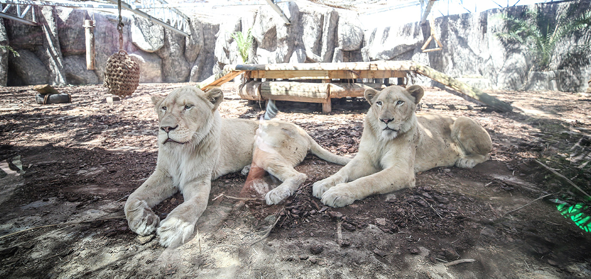 Türkiye`nin ve içinde bulunduğu coğrafyanın ilk ve tek Aslan Park`ı yeni misafirlerini ağırlıyor.