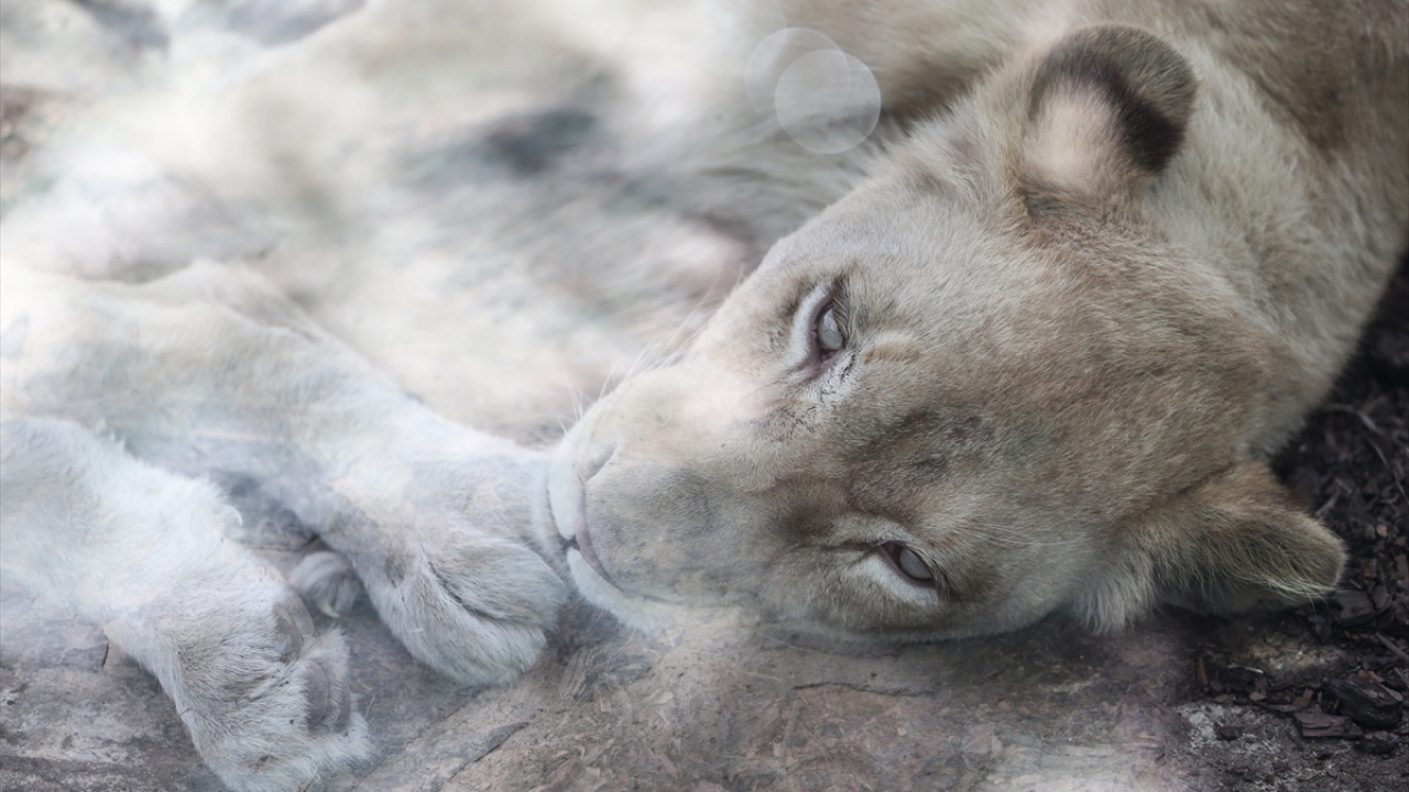 Türkiye`nin ilk beyaz aslanları, Aslan Park`taki yerini aldı. Beyaz aslanlar, ziyaretçilerle ve basınla bugün ilk kez buluştu. 