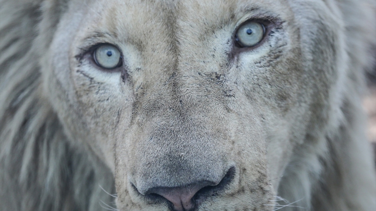 Viaport Genel Müdürü Ogün Turanlı, yaptığı açıklamada, koruma altındaki bir tür olan beyaz aslanlardan dünyada sadece 30 adet kaldığının ön görüldüğünü söyledi. 