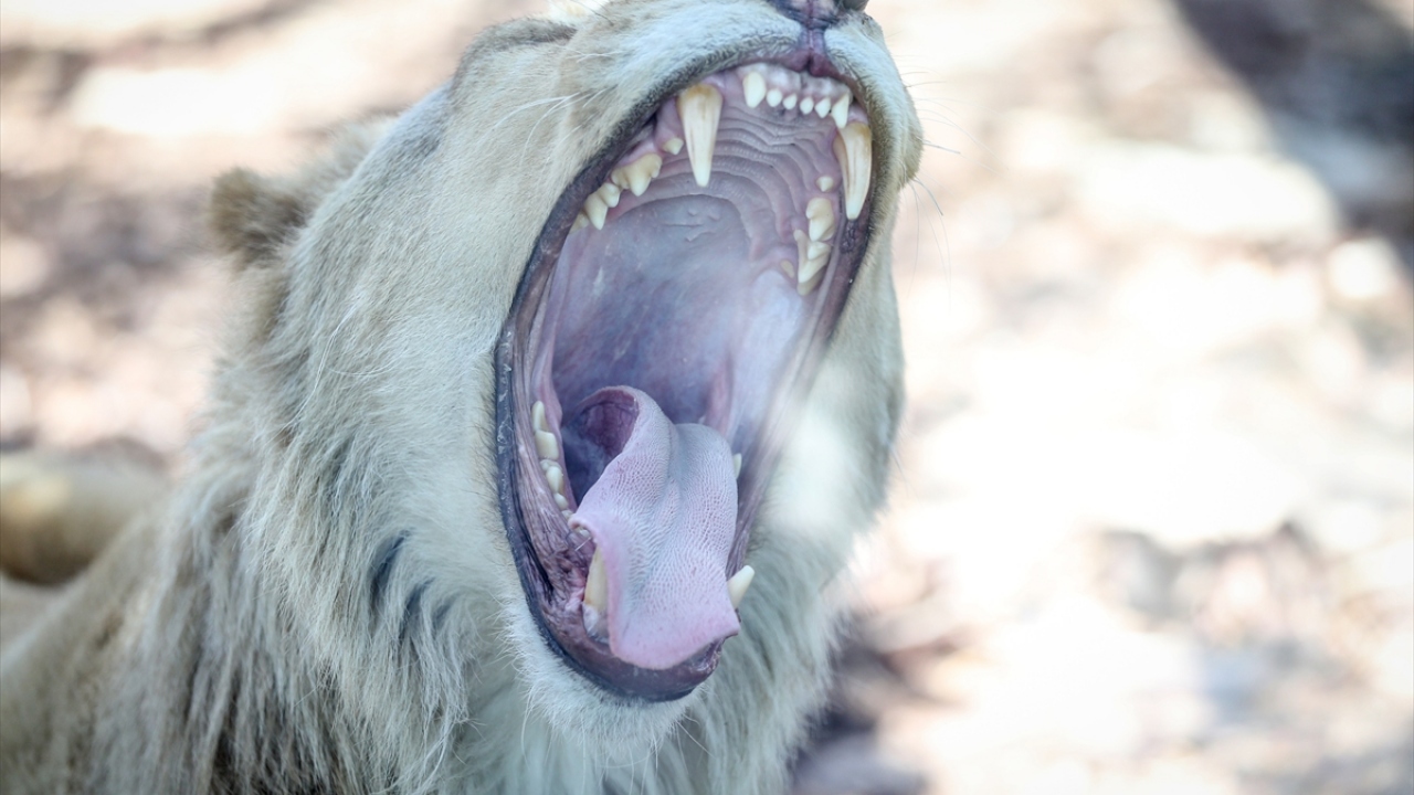 "Beyaz aslanlar Güney Afrika`da görülen bir tür."