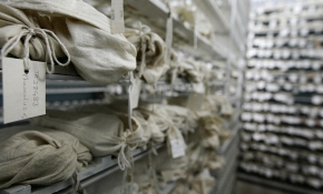 Ata yadigarı tohumlar gen bankalarında korunuyor