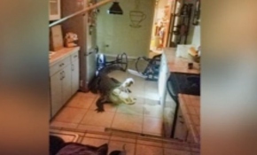 ABD'de mutfağa giren timsah paniğe sebep oldu