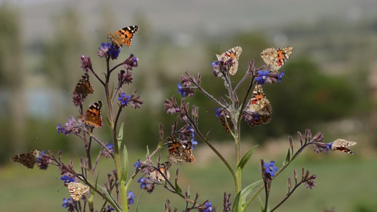 Türkiye`de son günlerde yoğun olarak gözlenen diken kelebeğinin göç rotasının, yapılan bilimsel araştırmalarla doğudan batıya doğru olduğu belirlendi.
