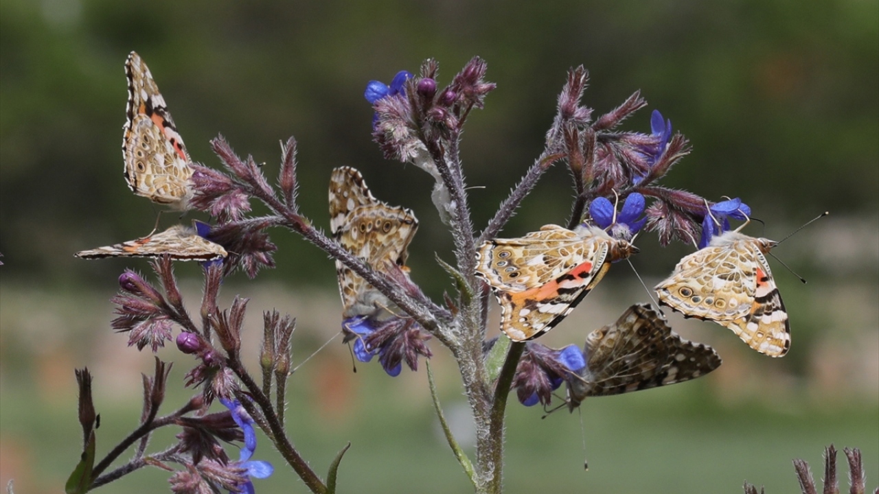 Dünya genelinde de yaygın olarak görülen, bilimsel adı "Vanessa Cardui" olan diken kelebeğinin kilometrelerce süren göçü, Afrika`dan Kuzey Avrupa`ya, Kuzey Avrupa`dan da yeniden Afrika`ya oldukça uzun bir rotada gerçekleşiyor. 
