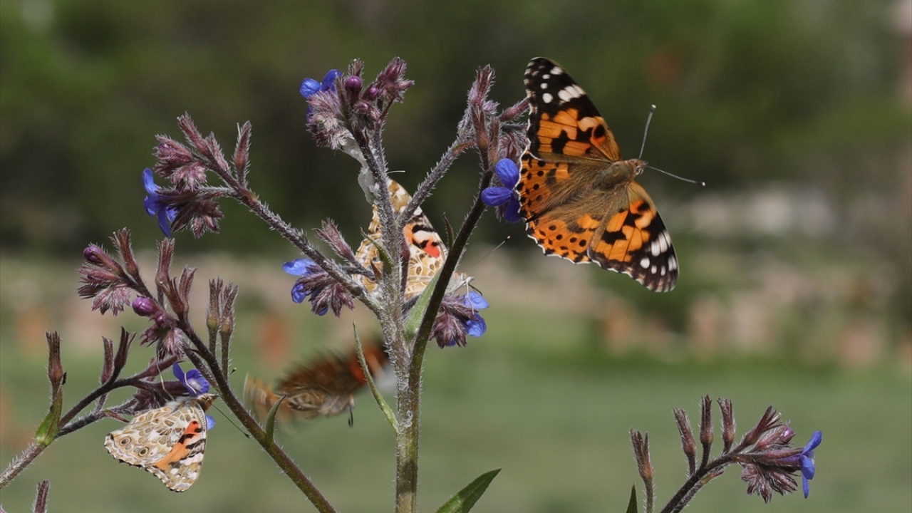 Son zamanlarda bölgede koloniler halinde uçarak adeta görsel şölen sunan kelebeklerin Türkiye`deki göç rotalarının belirlenmesi amacıyla yürütülen çalışmalar büyük oranda tamamlandı.