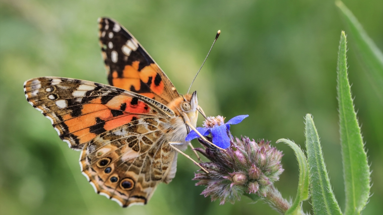 Kelebeğin göçü diğer canlıların göçünden biraz daha farklı. Kelebeğin göçü nesiller halinde sürüyor. Kozadan çıktıktan sonra göçlerine devam ediyorlar. 