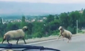 Koçların yol ortasında kafa kafaya kavgası