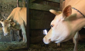 Yalnız kalan ineğe Karadeniz usulü çözüm