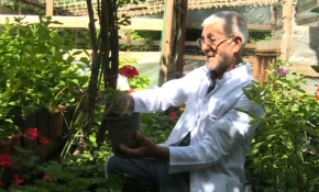 Hastalanan çiçekleri iyileştiren "çiçek doktoru"