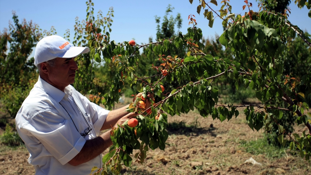 Çalışma sonucunda normalde temmuz ayının ilk haftası hasat yapılan ve 1 ay boyunca meyve alınabilen Malatya`da, haziran ayından eylül ayına kadar sofralık ürün alınabilecek.