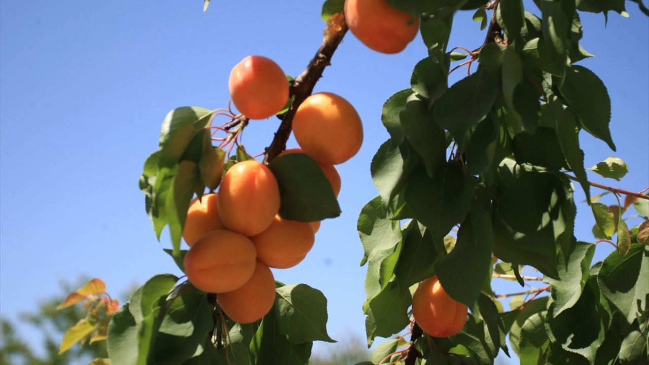 Malatya kayısısı,  "Antep baklavası" ve "Aydın inciri"nden sonra Avrupa Birliği tarafından coğrafi işaret alan üçüncü ürün.