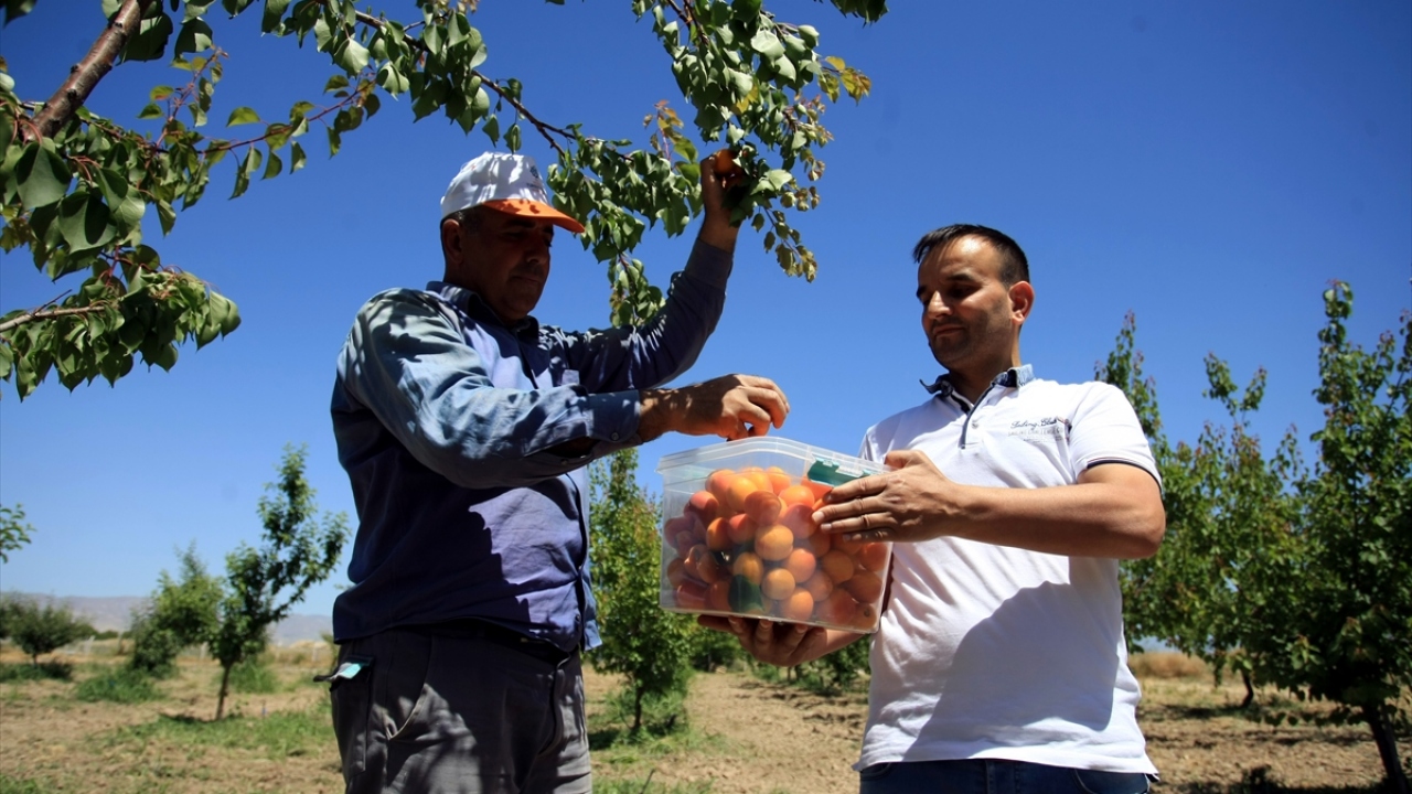 Turgut Özal Üniversitesi Ziraat Fakültesi Araştırma ve Uygulama Bahçesi`nde öğretim üyelerinin yaptığı çalışmalar sonucunda, kayısının sofralık ürünü erken hasat edilebilecek.