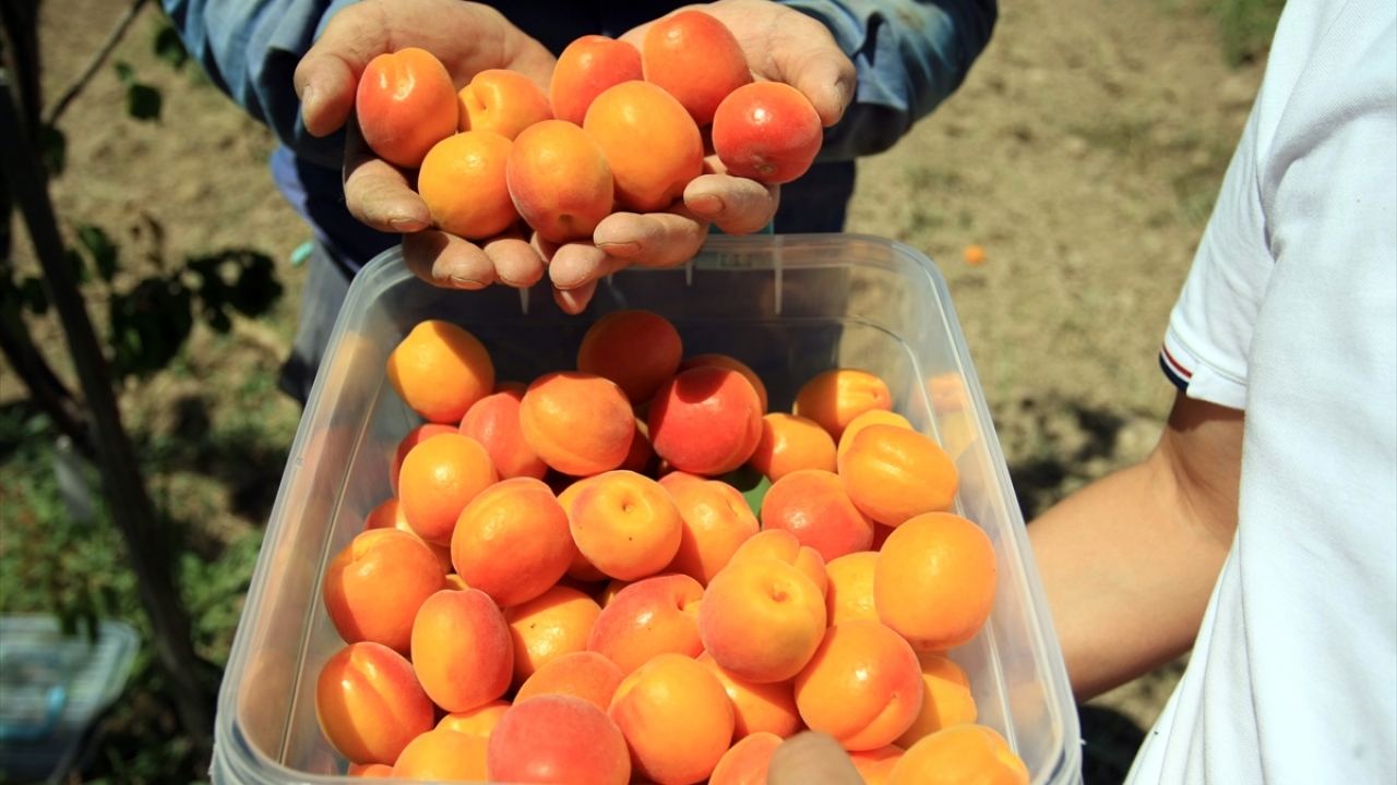 Kayısıda yapılan ıslah çalışmaları meyvelerini vermeye başladı.