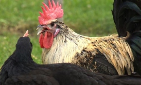 Denizli horozu koruma altında