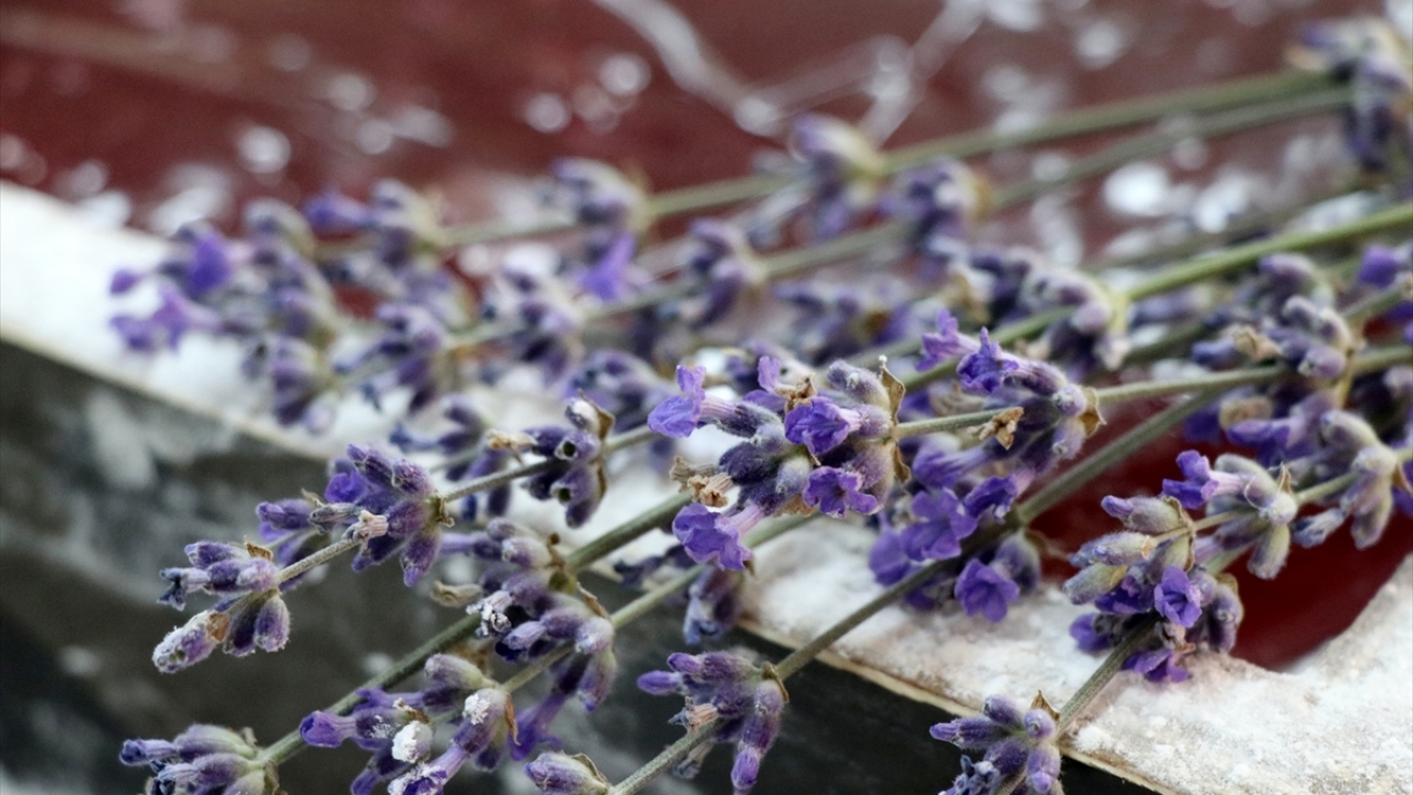 Şimdi de agro turizmde öne geçmek için kolları sıvadı.