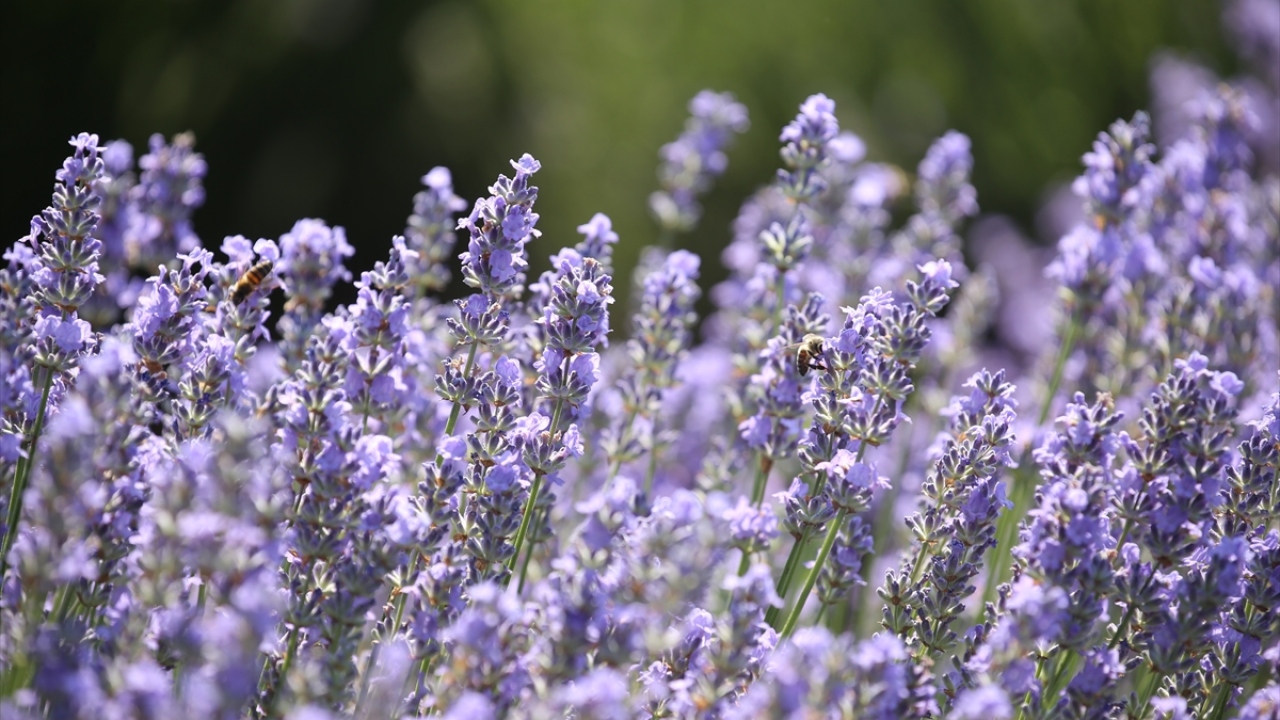 Şehirde, bu yıl 10-16 Haziran tarihleri arasında "Lavanta Tarla Günleri" düzenlenecek.