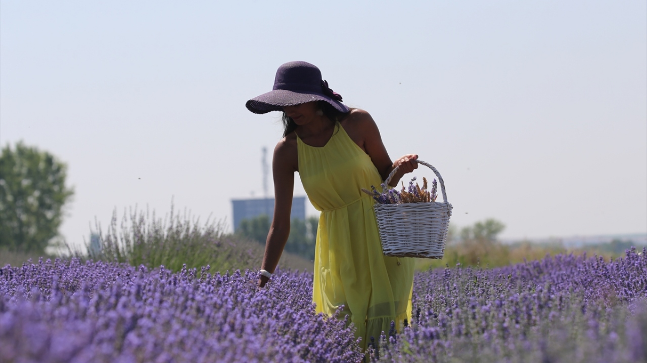 Yerli ve sınır ülkelerden yabancı turistleri kente çeken "mor turizm"den esnaf da payını almak için harekete geçti.