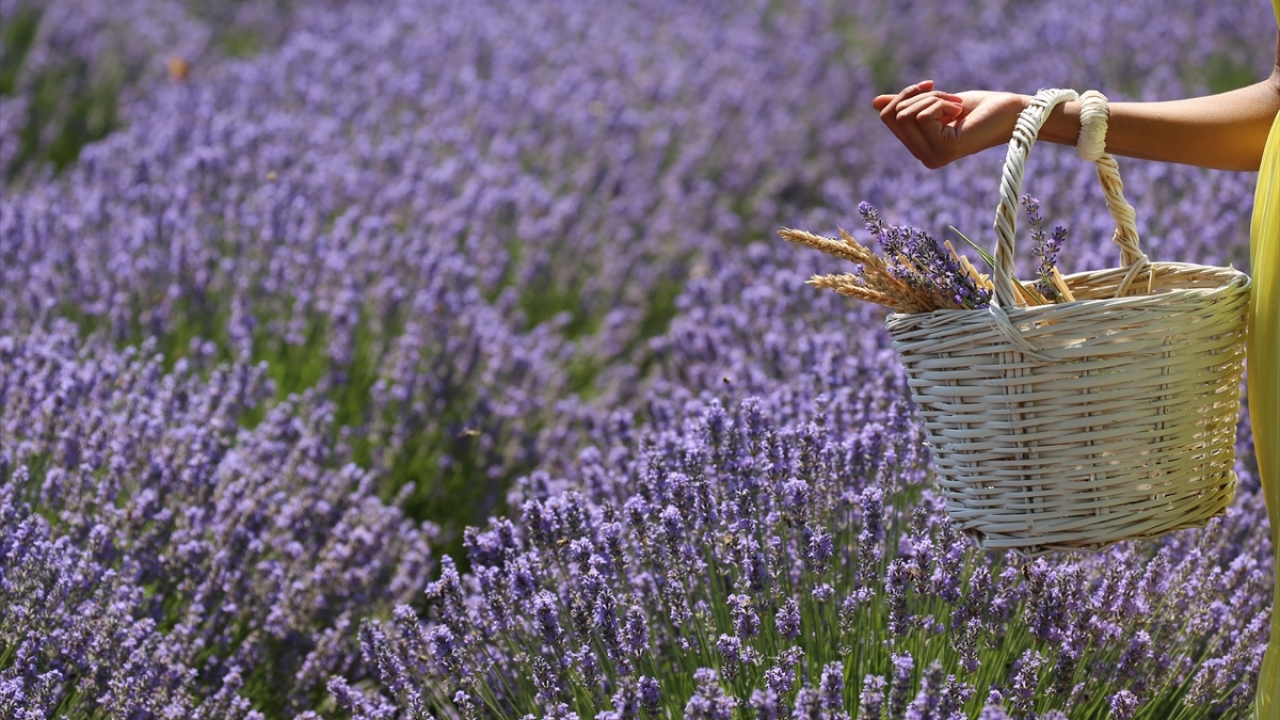 Etkinlik kapsamında enstitüye ait lavanta tarlalarında konserler, söyleşiler, bilgilendirme ve lavanta yağı sıkma gösterileri düzenlenecek.