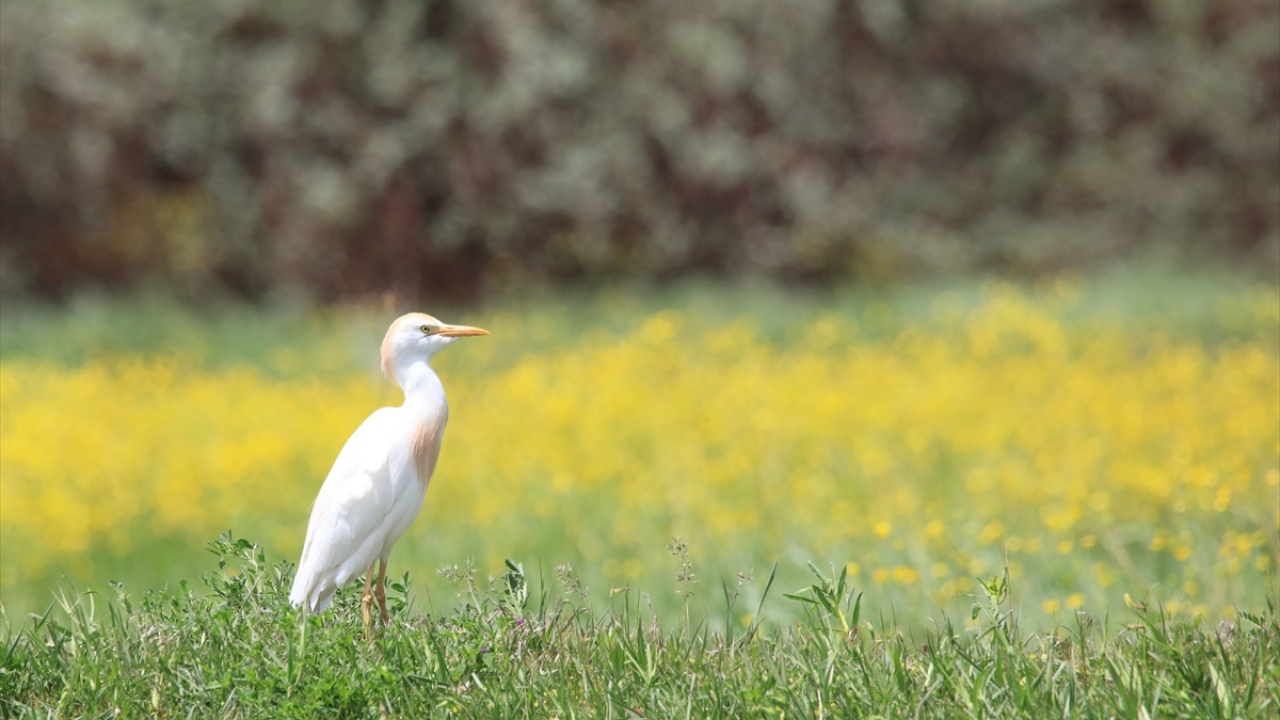 Havzada Sığır balıkçılı (Bubulcus ibis) da gözlenebiliyor.