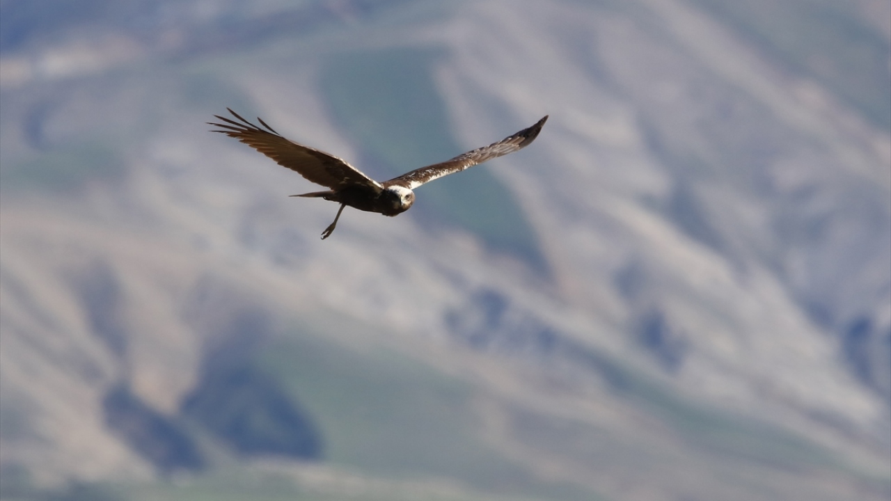 Havzada Saz delicesi (Western Marsh Harrier Circus aeruginosus) de gözlenebiliyor.