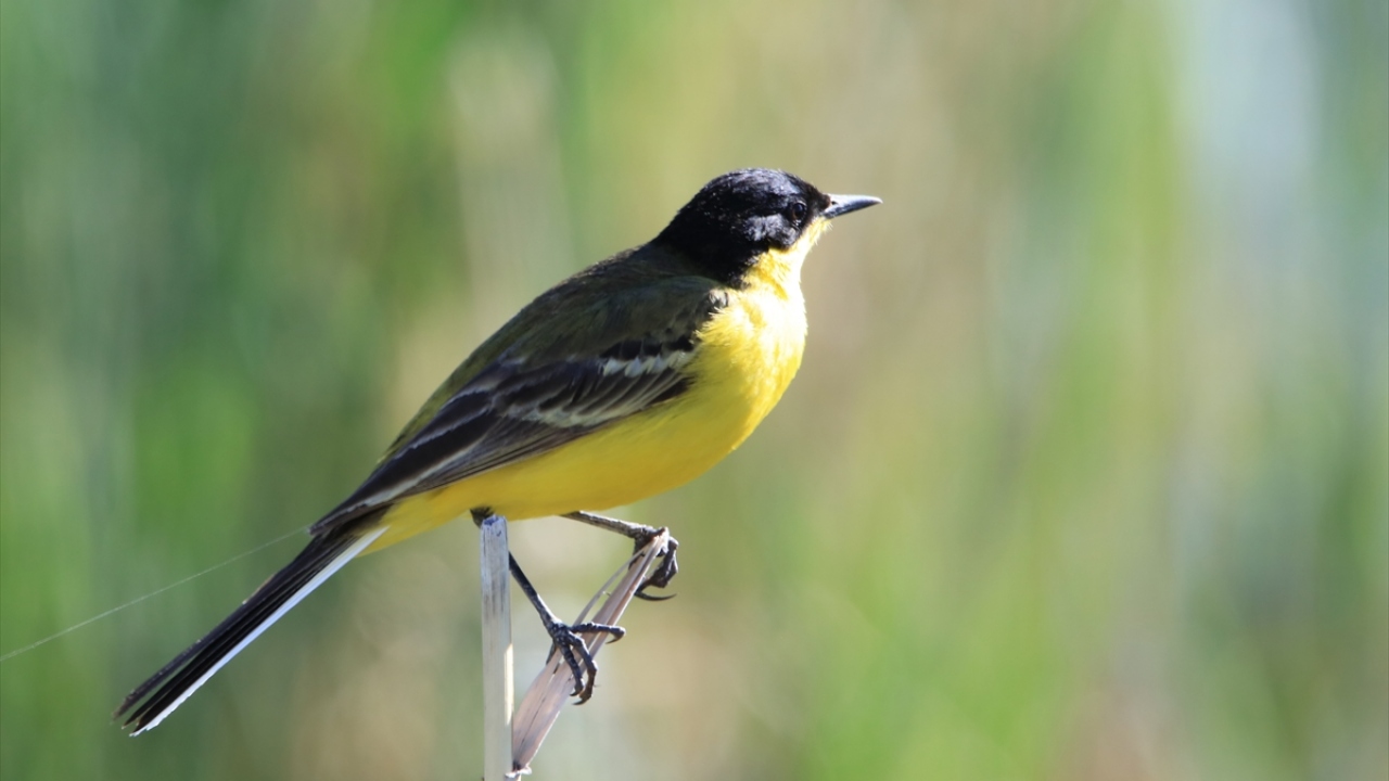 Havzada Sarı kuyruksallayan (Motacilla flava Yellow wagtail) de gözlenebiliyor.