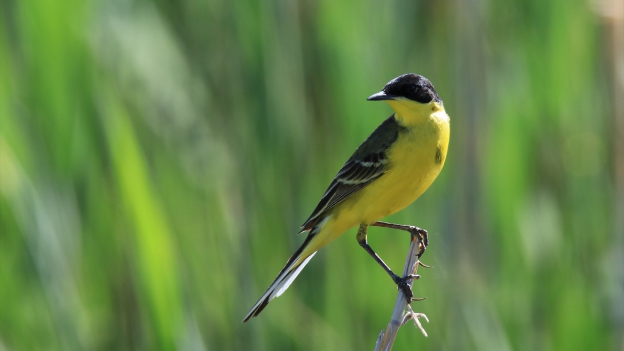 Havzada Sarı kuyruksallayan (Motacilla flava Yellow wagtail) de gözlenebiliyor.