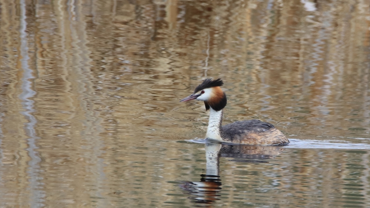 Havzada bahri (SPodiceps Cristatus) de gözlenebiliyor.