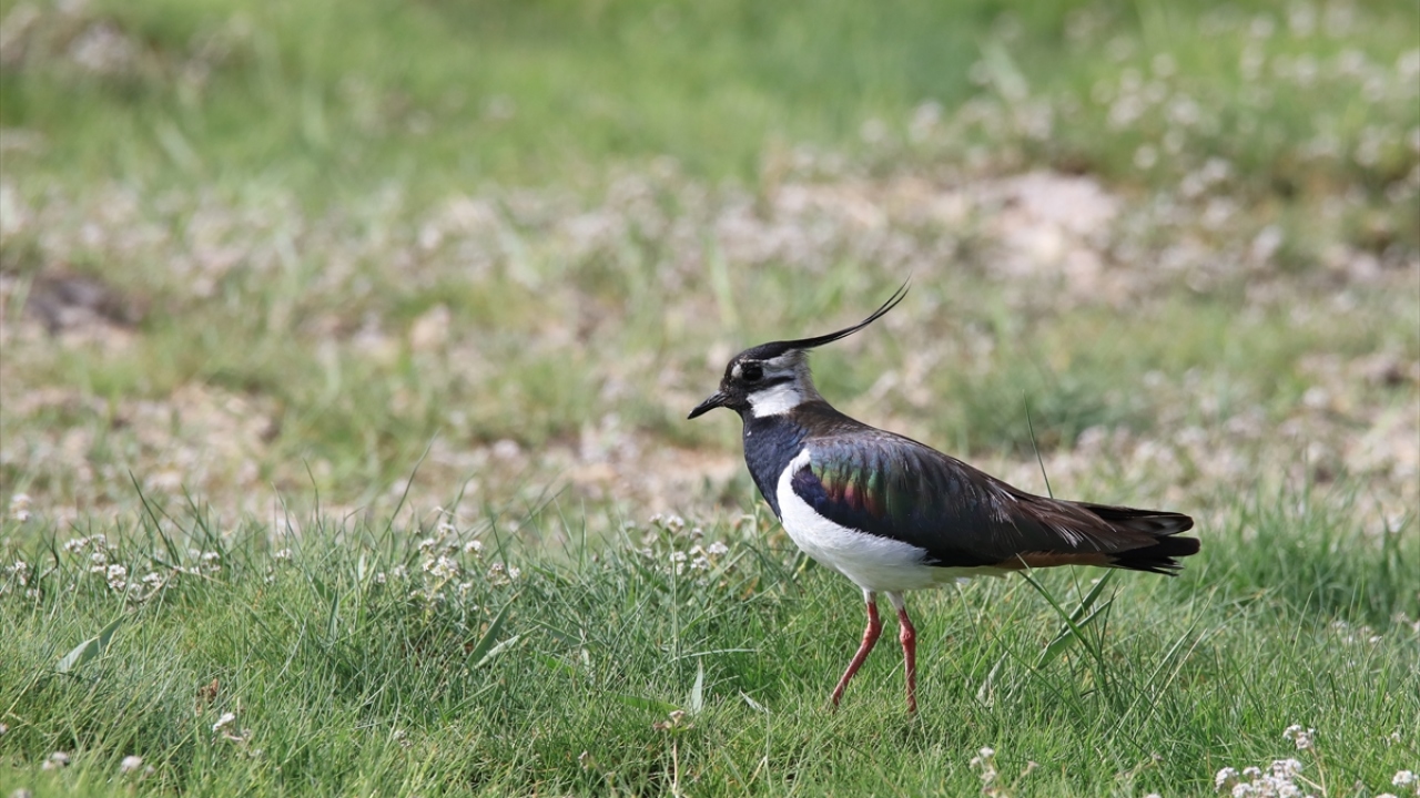 Havzada Kızkuşu da (Northern Lapwing » Vanellus vanellus) gözlenebiliyor.