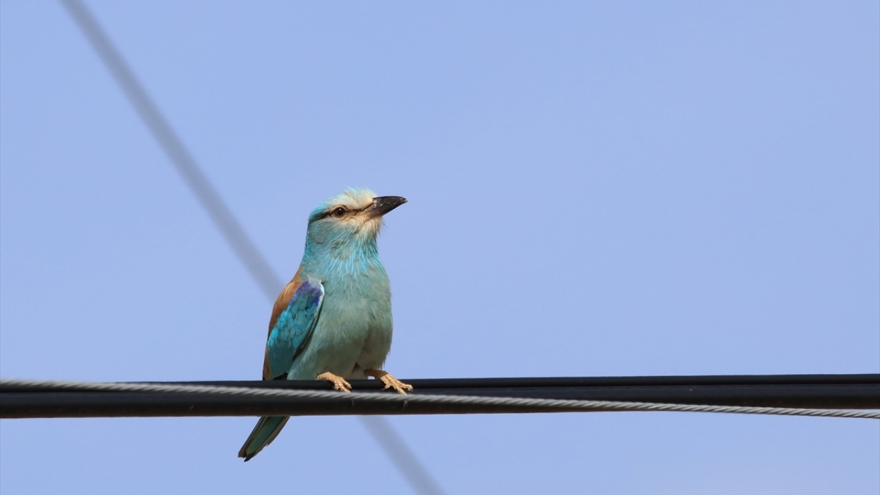 Havzada Gökkuzgunlar (Latince: Coraciae) da gözlenebiliyor.