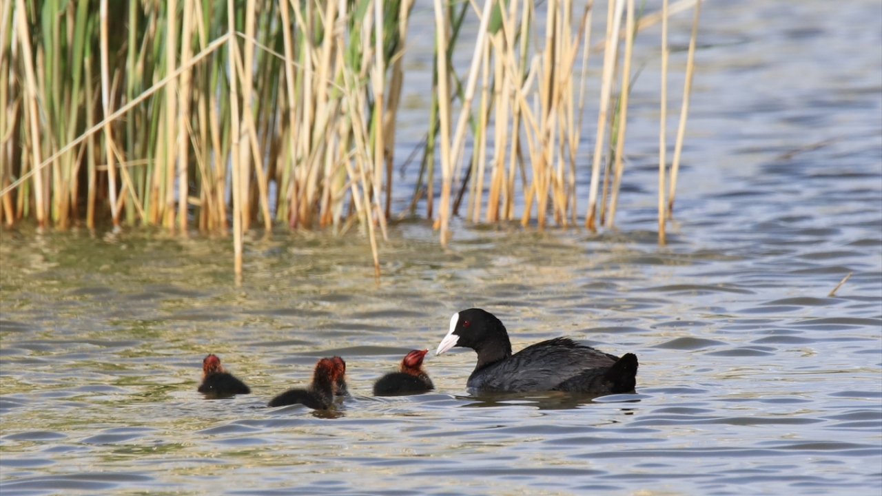 Havzada Sakarmeke (Eurasian Coot Fulica atra) da gözlenebiliyor.