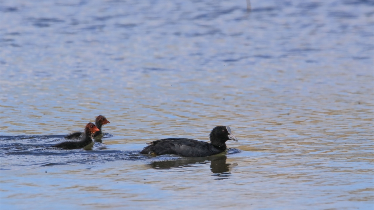 Havzada Sakarmeke (Eurasian Coot Fulica atra) da gözlenebiliyor.