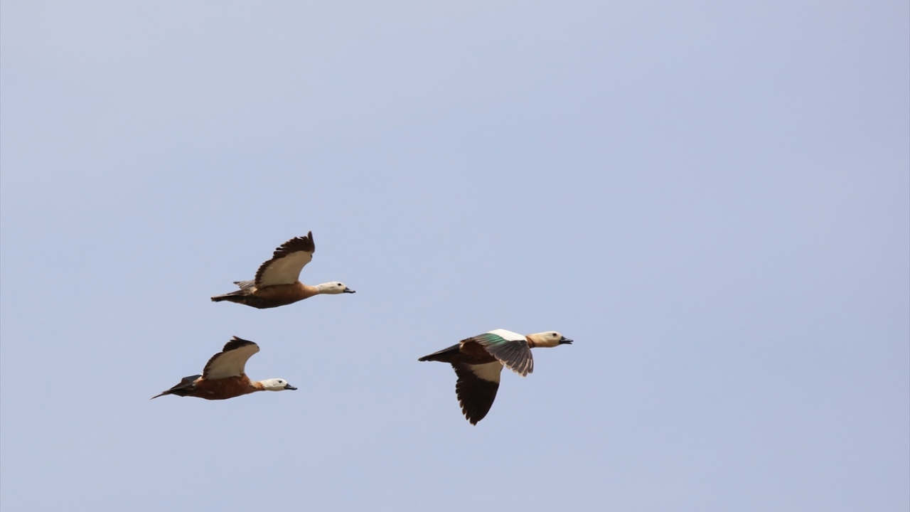 Havzada Angıt kuşu "Tadorna ferruginea" da gözlenebiliyor.